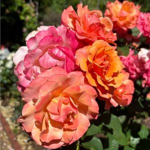 Meet your Posher, Serena